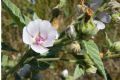 Althea officinalis